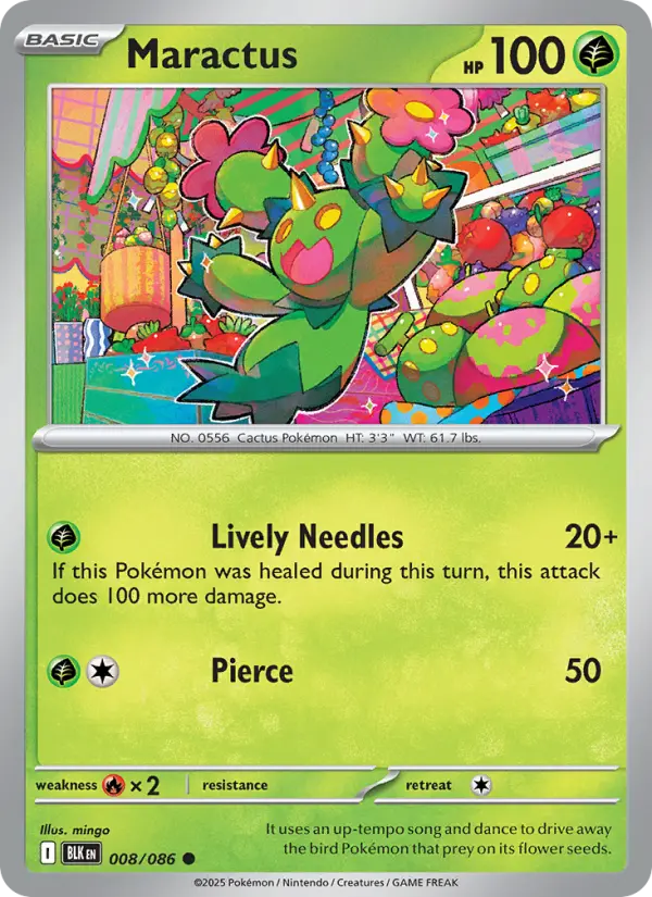 Maractus, Normal